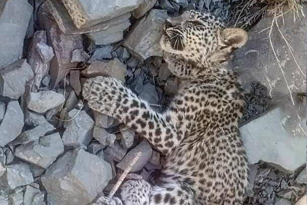 توله پلنگ ایرانی در بشاگرد تلف شد