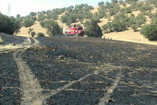 آتش‌سوزی ۶۰ هکتار از مزارع گندم و جو در گیلانغرب مهار شد