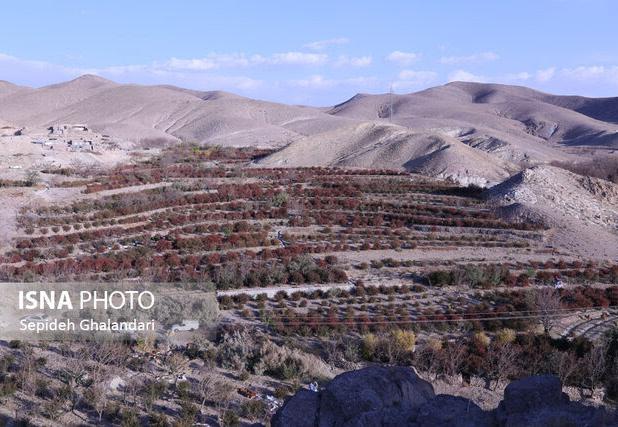 افین، پایتخت زرشک بی‌دانه جهان، در مسیر ثبت به‌عنوان دهکده جهانی