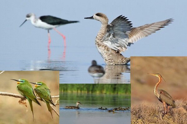 تالاب بین المللی «حسنلو»؛ تلاقی طبیعت و رازهای هزارساله