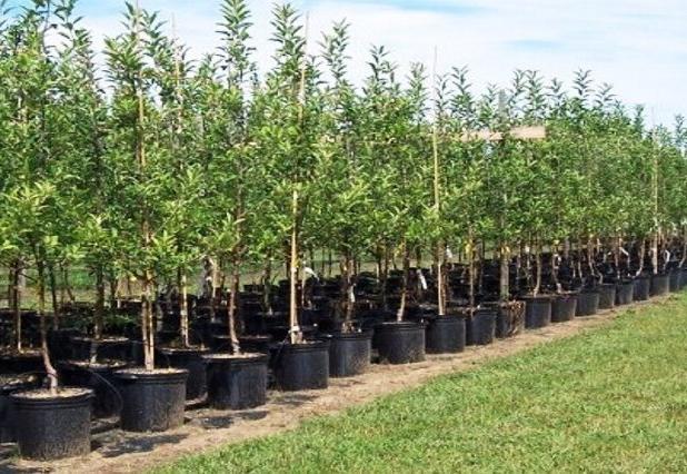 افزایش ۵۰ درصدی سطح زیر کشت زراعت چوب در کشور