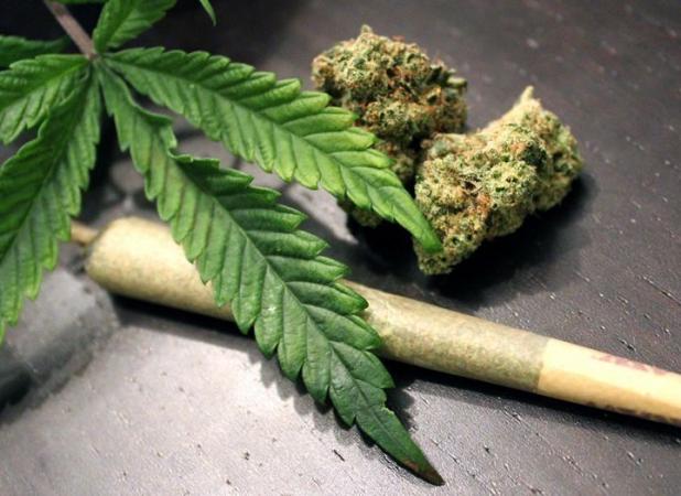 افزایش قدرت تخریب گل با دستکاری ژنتیکی/ تاثیر گل حتی از حشیش هم بیشتر است