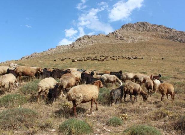 ساداتی: عشایر سالانه ۹ میلیون راس دام در کشور تولید می‌کنند