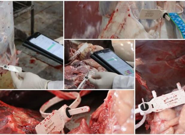 کشتار غیرمجاز دام در کرمانشاه؛ تهدیدی پنهان علیه سلامت عمومی