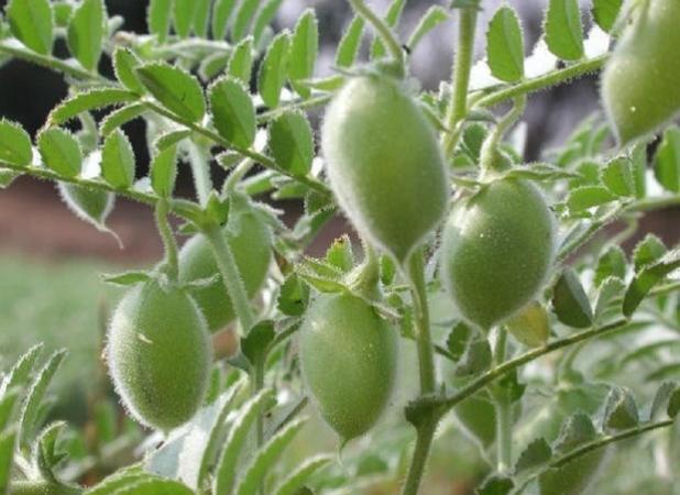 طرح پایش عوامل خسارت‌زای نخود در ایوان آغاز شد