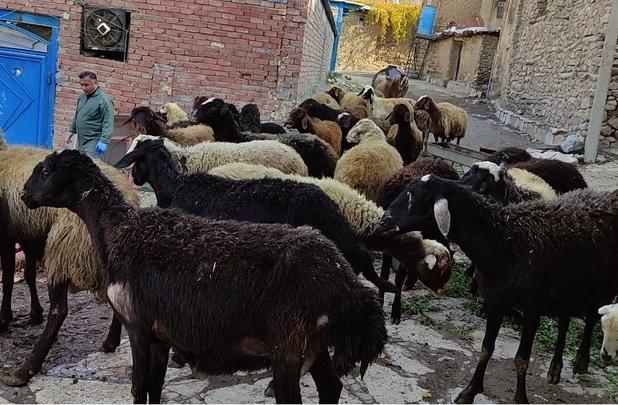 گامی نوین در تولید؛ طرح افزایش راندمان زایش دام در مریوان کلید خورد