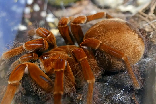 کشف عنکبوت یاقوتی که همه را شگفت‌زده کرد