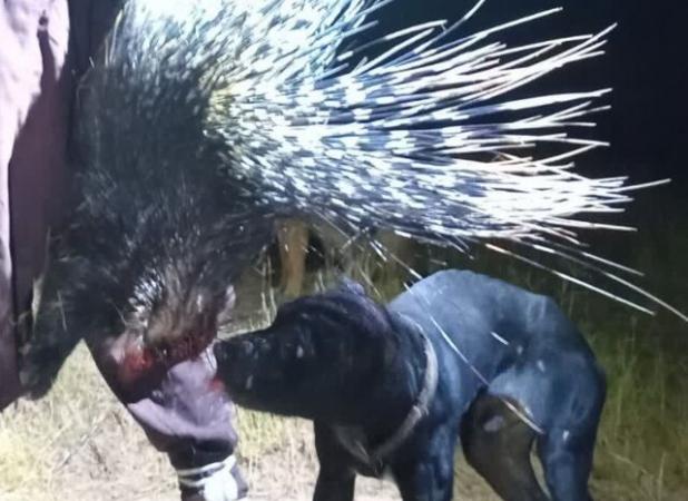 شکارچیان غیرمجاز تشی‌ها در کازرون متوقف شدند