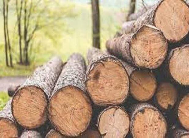 متهم حرفه ای قاچاق چوب در آمل دستگیر شد