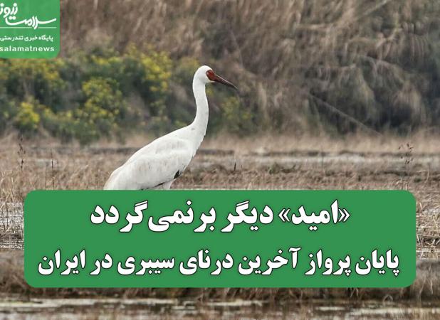 «امید» دیگر برنمی‌گردد/ پایان پرواز آخرین درنای سیبری در ایران