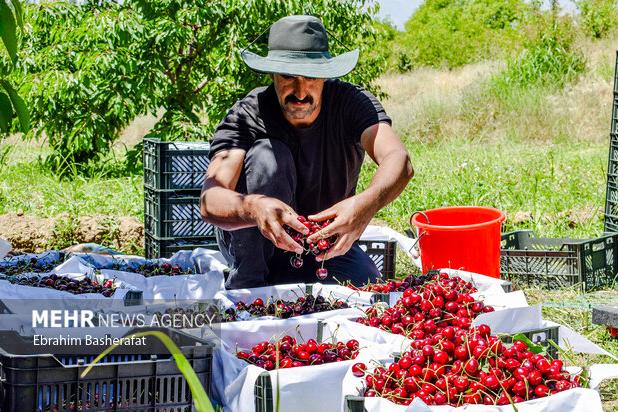 پایان برداشت گیلاس در باغات استان تهران/ ۹۵ هزار تُن برداشت شد