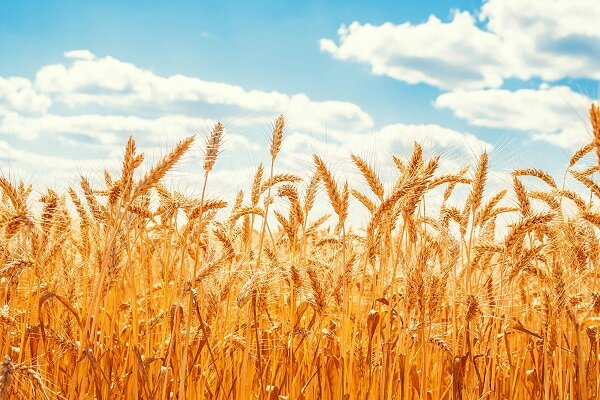 غدیری: میانگین تولید گندم آبی در مرکزی  ۱۶۸ درصد افزایش یافت