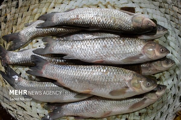 لطفی: امسال ۲۰ هزار تن انواع آبزیان در آذربایجان غربی تولید می شود