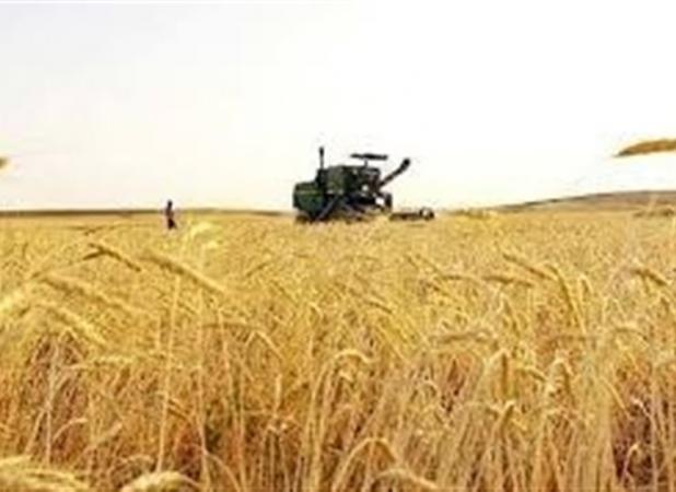 خرید تضمینی گندم از مرز ۵.۶ میلیون تن گذشت