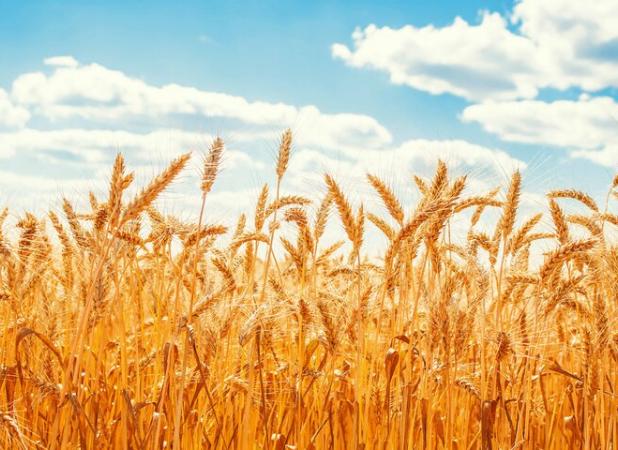 معرفی گندم‌های مقاوم به خشکی برای اقلیم جنوب شرق استان تهران