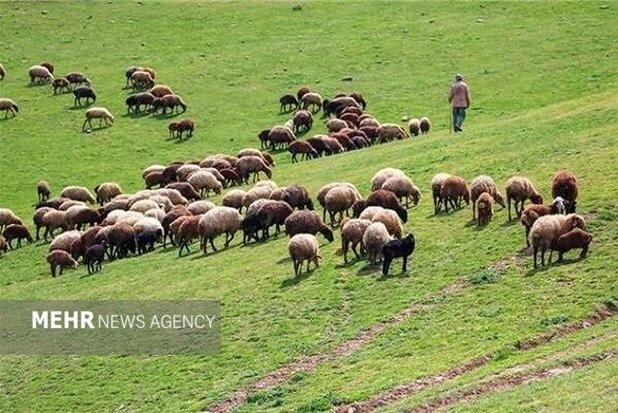 ممنوعیت ورود دام به مراتع قشلاقی فارس تا قبل از تاریخ ۱۵ آبان