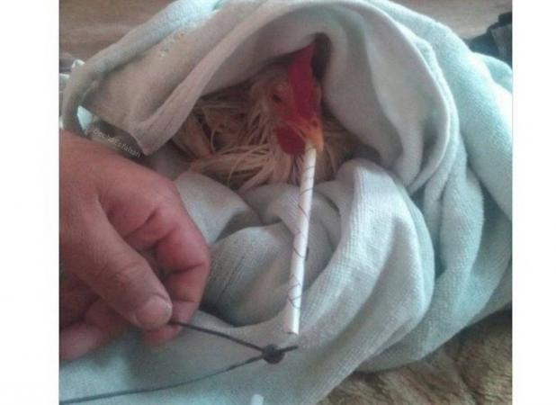 واکنش مرغداران گوشتی به ادعای مرغ تریاکی