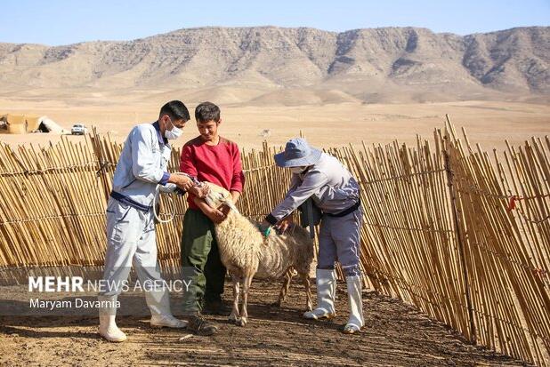 کنترل بیماری تب‌برفکی در استان سمنان؛ واکسیناسیون دام‌ها ادامه دارد