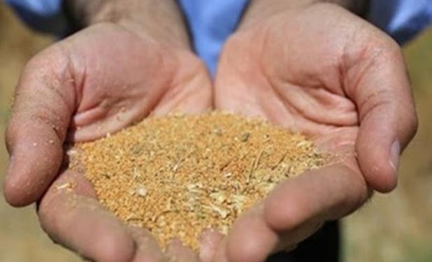 گرانی بی سابقه  دانه روغنی در بازار جهانی