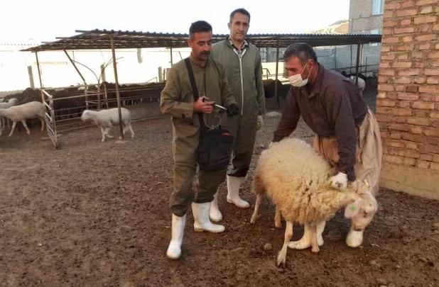 واکسیناسیون ۲۳۹ هزار دام علیه تب برفی در شهرستان سقز