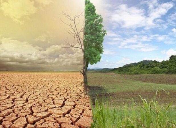 گام‌های سبز برای مهار بیابان