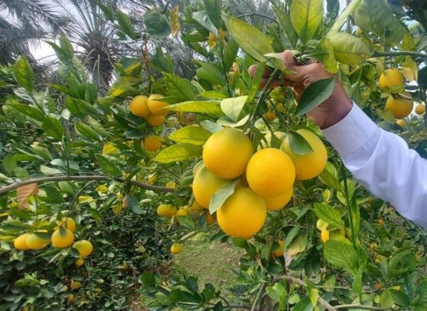 تیموری: ۴۴ هزار تن مرکبات از مازندران روزانه بازارهای جهانی شد