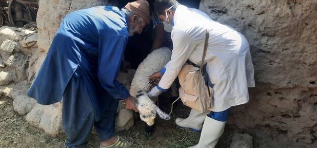 واکسیناسیون دام‌های سبک حوزه سیستان علیه بیماری طاعون