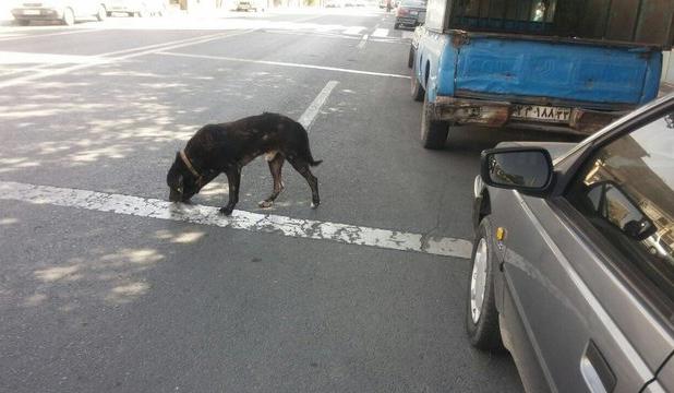تأکید معاون استاندار کردستان بر لزوم ساماندهی اصولی سگ‌های ولگرد با مشارکت همه دستگاه‌ها