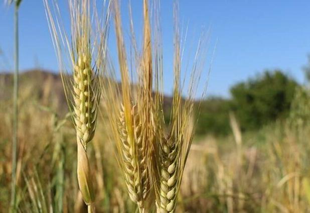 میانگین تولید گندم آبی در هر هکتار در لرستان ۱۲ تن است