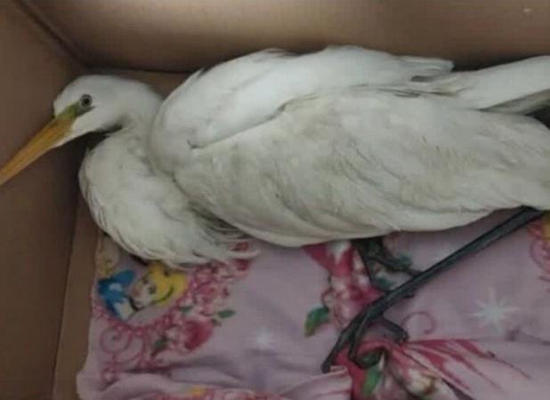 نجات لک‌لک مهاجر گرفتار در خزه‌های میدان دریادار همتی سمنان