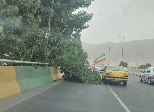 طوفان در البرز درختان را شکست