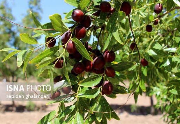 عناب حافظه را تقویت و استرس ذهنی را کاهش می‌دهد