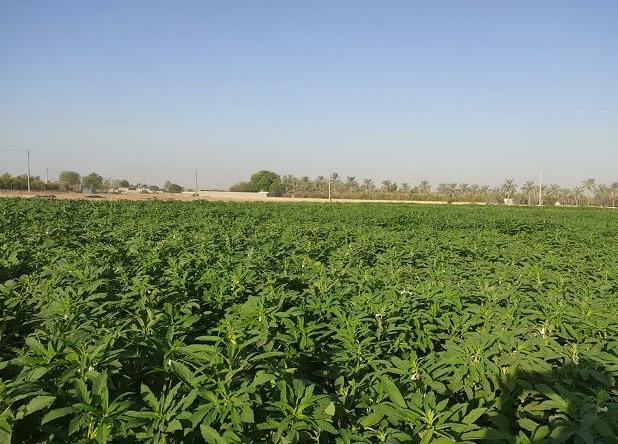 افزایش سطح زیرکشت کنجد در بهشهر