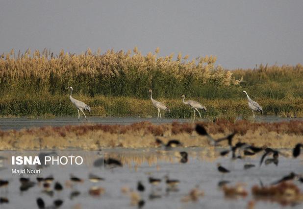 مهمانان گاوخونی و بختگان راهی میقان شدند/فشار نگران‌کننده بر منابع غذایی تالاب