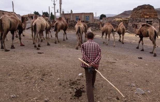 خشکسالی‌های پی‌درپی بزرگ‌ترین تهدید صنعت شترداری در خراسان رضوی