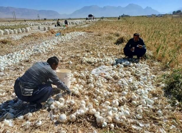 برداشت بیش از ۱۲۰ تن پیاز در هر هکتار در شهرستان کیار