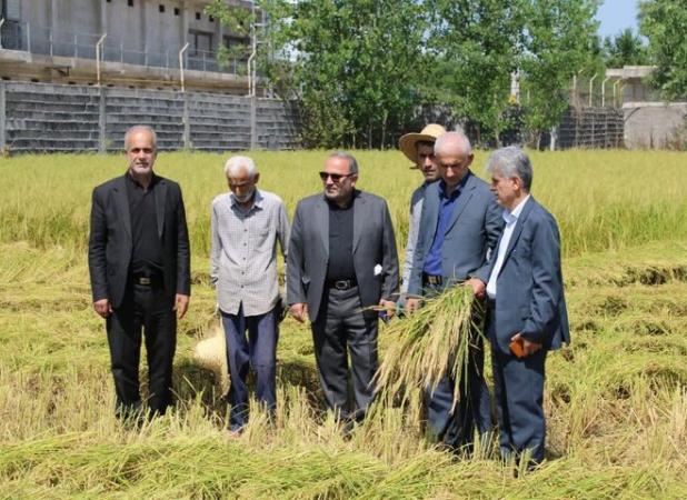 اولین برداشت مکانیزه برنج در فومن انجام شد
