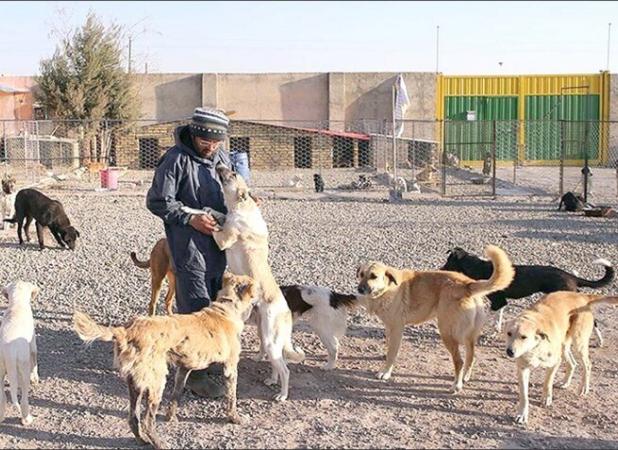 سگ گردانی در خمین ممنوع شد