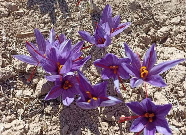 سطح زیر کشت زعفران در میامی به ۲۰۰ هکتار رسید