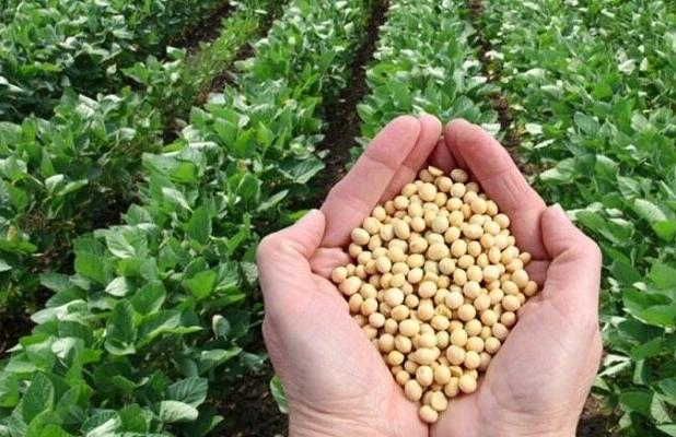 ارزش سالانه بذرهای تولید داخل بیش از دو میلیارد دلار برآورد شد