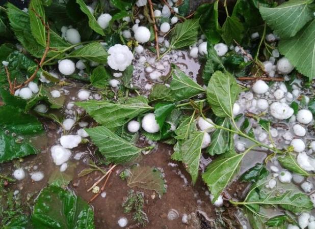 تگرگ به بخش کشاورزی ۱۰ روستای خوی خسارت زد