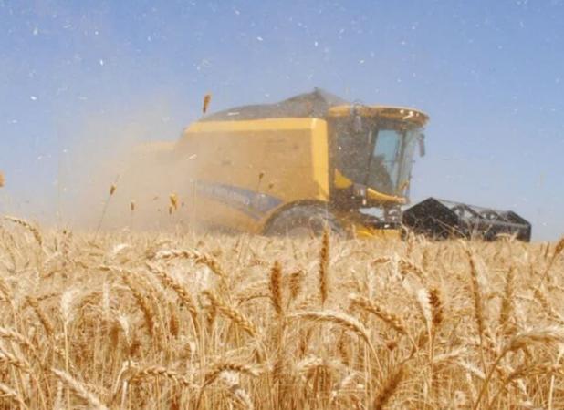رشد ۶۷ درصدی خرید گندم نسبت به مدت مشابه سال قبل در گلستان