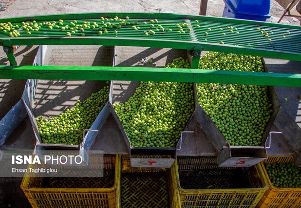 جشنواره زیتون، فرصتی برای معرفی طلای سبز طارم