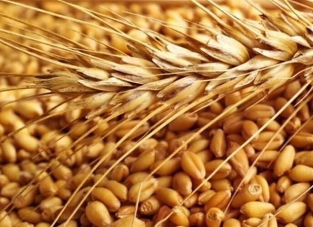 لزوم فرهنگ‌سازی برای استفاده از بذرهای اصلاح‌شده