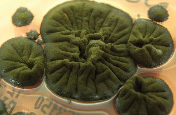 قارچ مرموز در تشعشعات هسته ای چرنوبیل زنده ماند