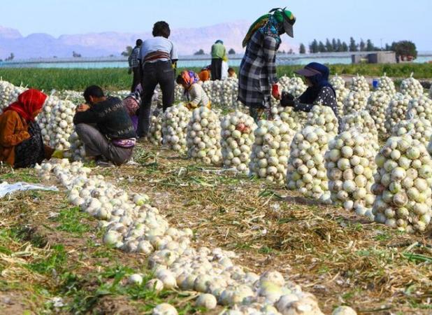 پیاز اشک کشاورزان کرمانی را در آورد؛ محصولی که خوراک دام شد