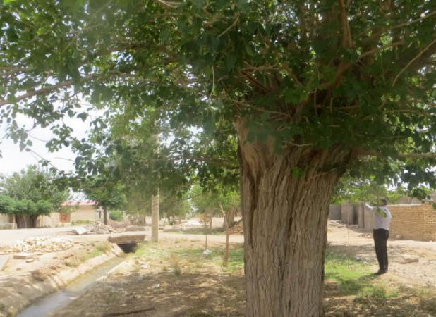 درخت توت کهنسال سرآسیاب نطنز در فهرست آثار ملی طبیعی ایران ثبت شد