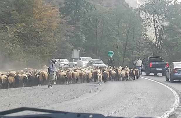 ترافیک چند کیلومتری در جاده کندوان
