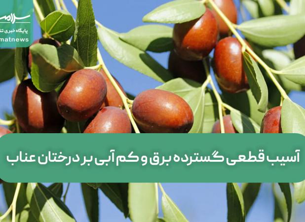 آسیب قطعی گسترده برق و کم آبی بر درختان عناب