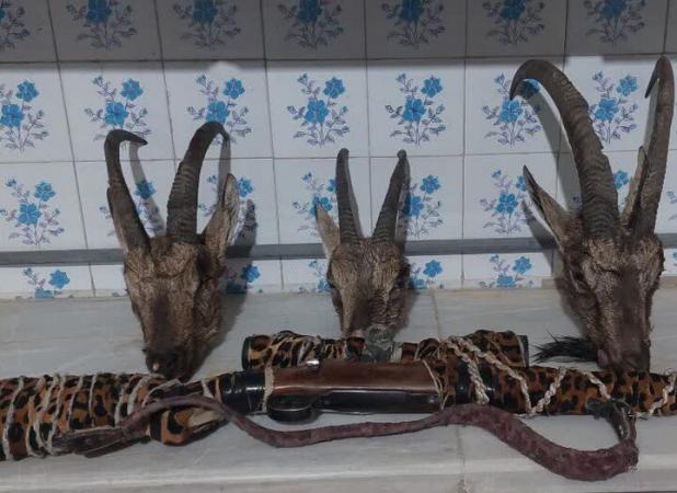 موسوی: سه شکارچی متخلف در اردکان دستگیر شدند